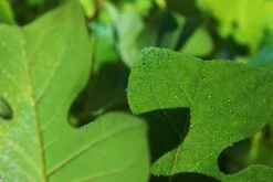 Tulip Poplar | Medium Tree Seedling 29 Tulip Poplar | Medium Tree Seedling -Evergreen Plants Shop TulipPoplar WaterDroplets