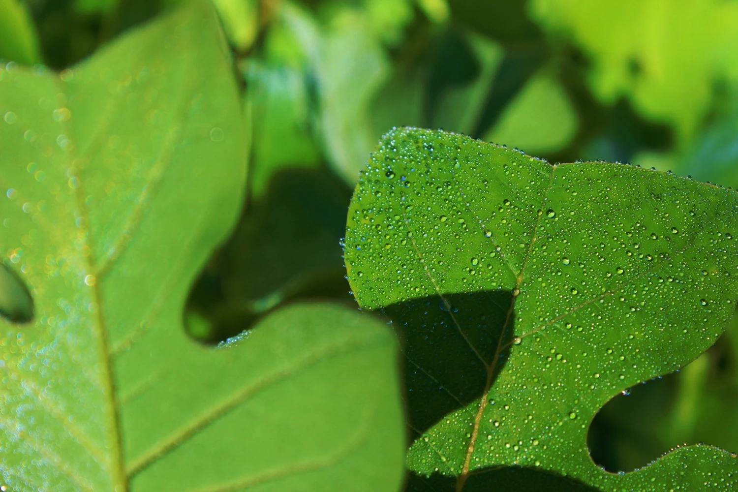 Tulip Poplar | Medium Tree Seedling 10 Tulip Poplar | Medium Tree Seedling - Image 10