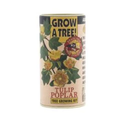 Tulip Poplar | Seed Grow Kit -Evergreen Plants Shop Tulip Poplar 1