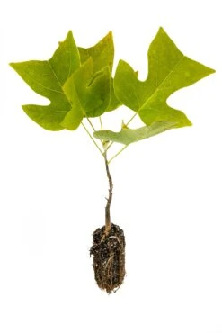 Tulip Poplar | Medium Tree Seedling 23 Tulip Poplar | Medium Tree Seedling -Evergreen Plants Shop Tulip Poplar 2