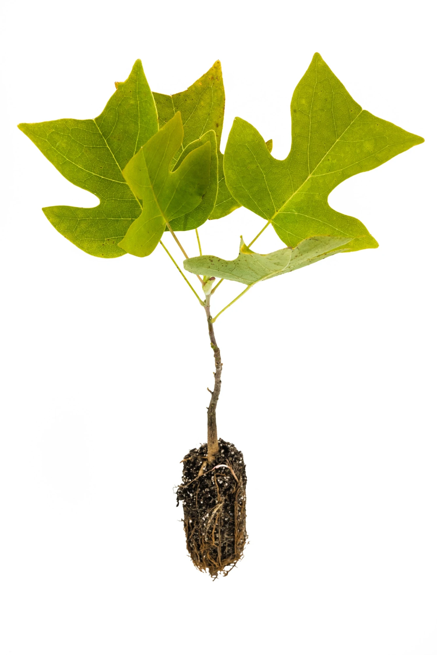 Tulip Poplar | Medium Tree Seedling 4 Tulip Poplar | Medium Tree Seedling - Image 4