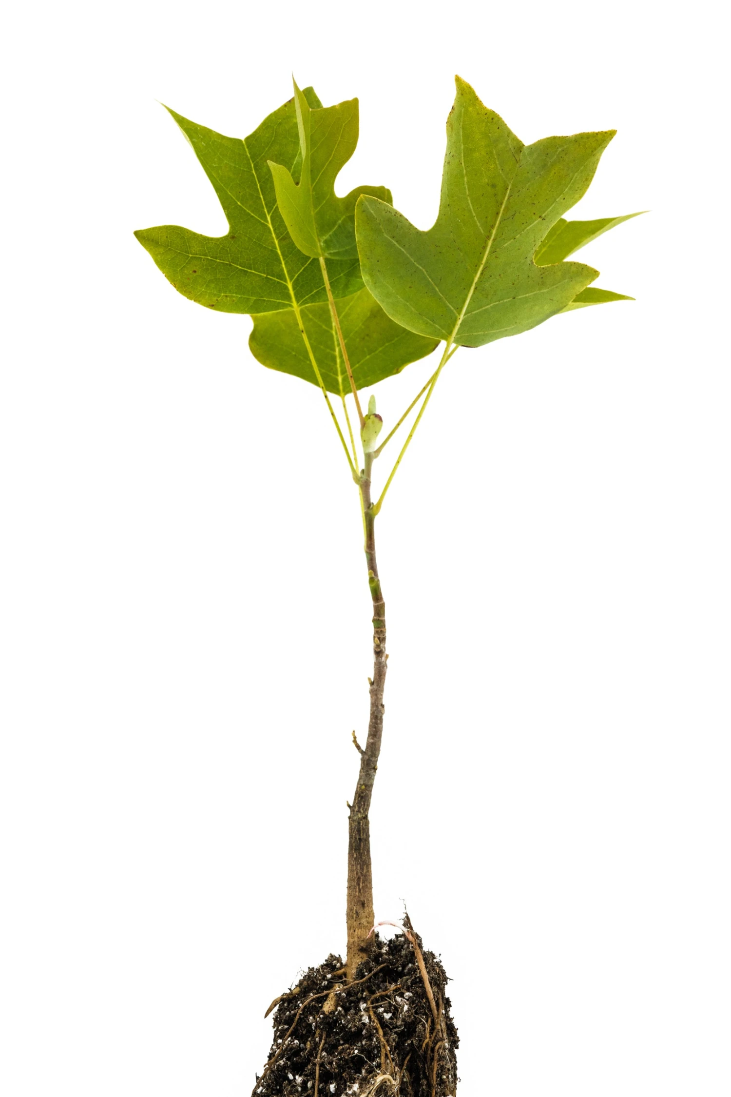 Tulip Poplar | Medium Tree Seedling 2 Tulip Poplar | Medium Tree Seedling - Image 2