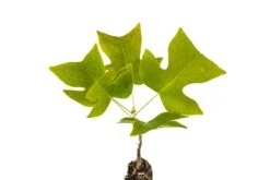 Tulip Poplar | Medium Tree Seedling 25 Tulip Poplar | Medium Tree Seedling -Evergreen Plants Shop Tulip Poplar 5
