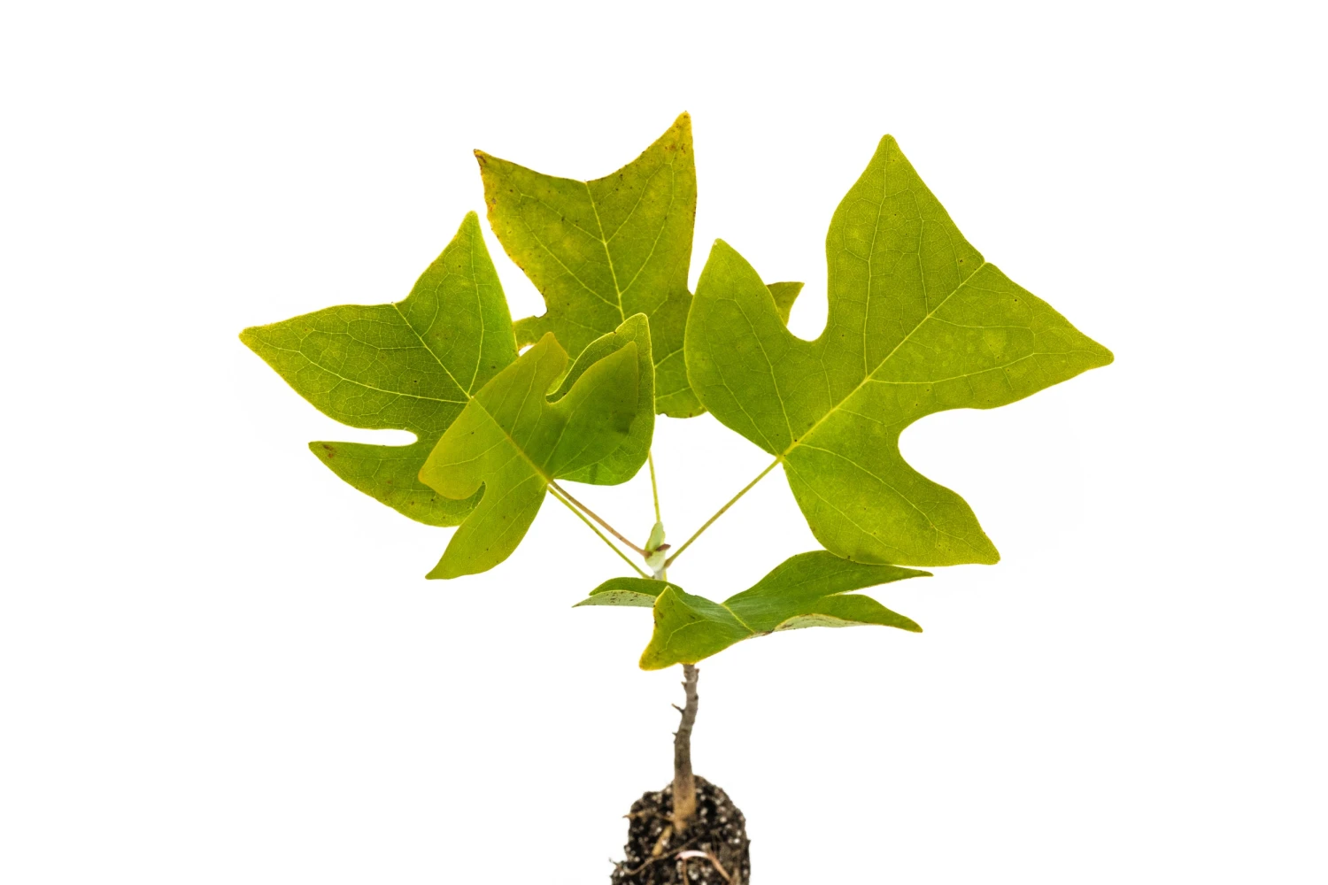 Tulip Poplar | Medium Tree Seedling 6 Tulip Poplar | Medium Tree Seedling - Image 6