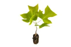 Tulip Poplar | Medium Tree Seedling 27 Tulip Poplar | Medium Tree Seedling -Evergreen Plants Shop Tulip Poplar 6