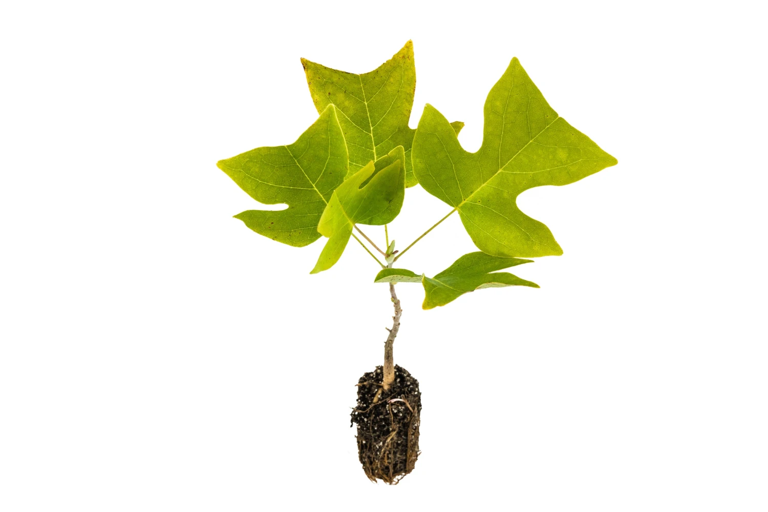 Tulip Poplar | Medium Tree Seedling 8 Tulip Poplar | Medium Tree Seedling - Image 8