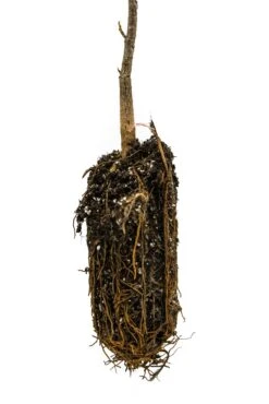 Tulip Poplar | Medium Tree Seedling 26 Tulip Poplar | Medium Tree Seedling -Evergreen Plants Shop Tulip Poplar 7