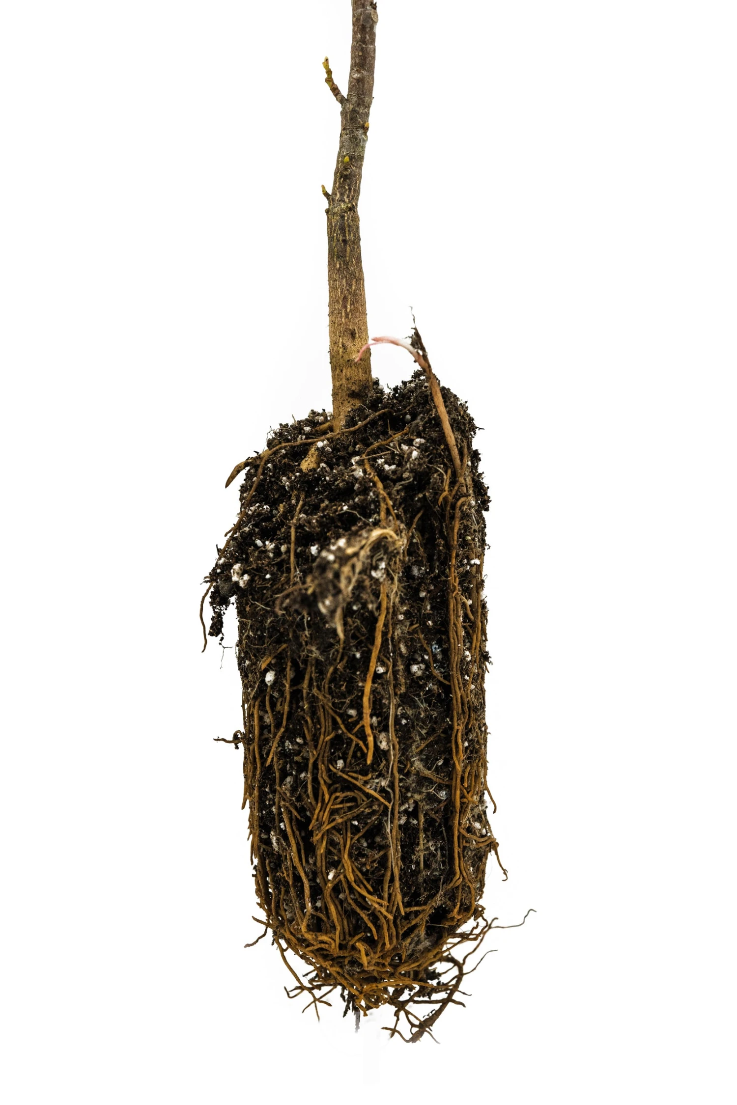 Tulip Poplar | Medium Tree Seedling 7 Tulip Poplar | Medium Tree Seedling - Image 7