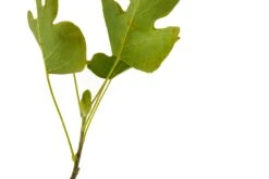 Tulip Poplar | Medium Tree Seedling 22 Tulip Poplar | Medium Tree Seedling -Evergreen Plants Shop Tulip Poplar 8