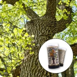 Tulip Poplar | Mini-Grow Kit