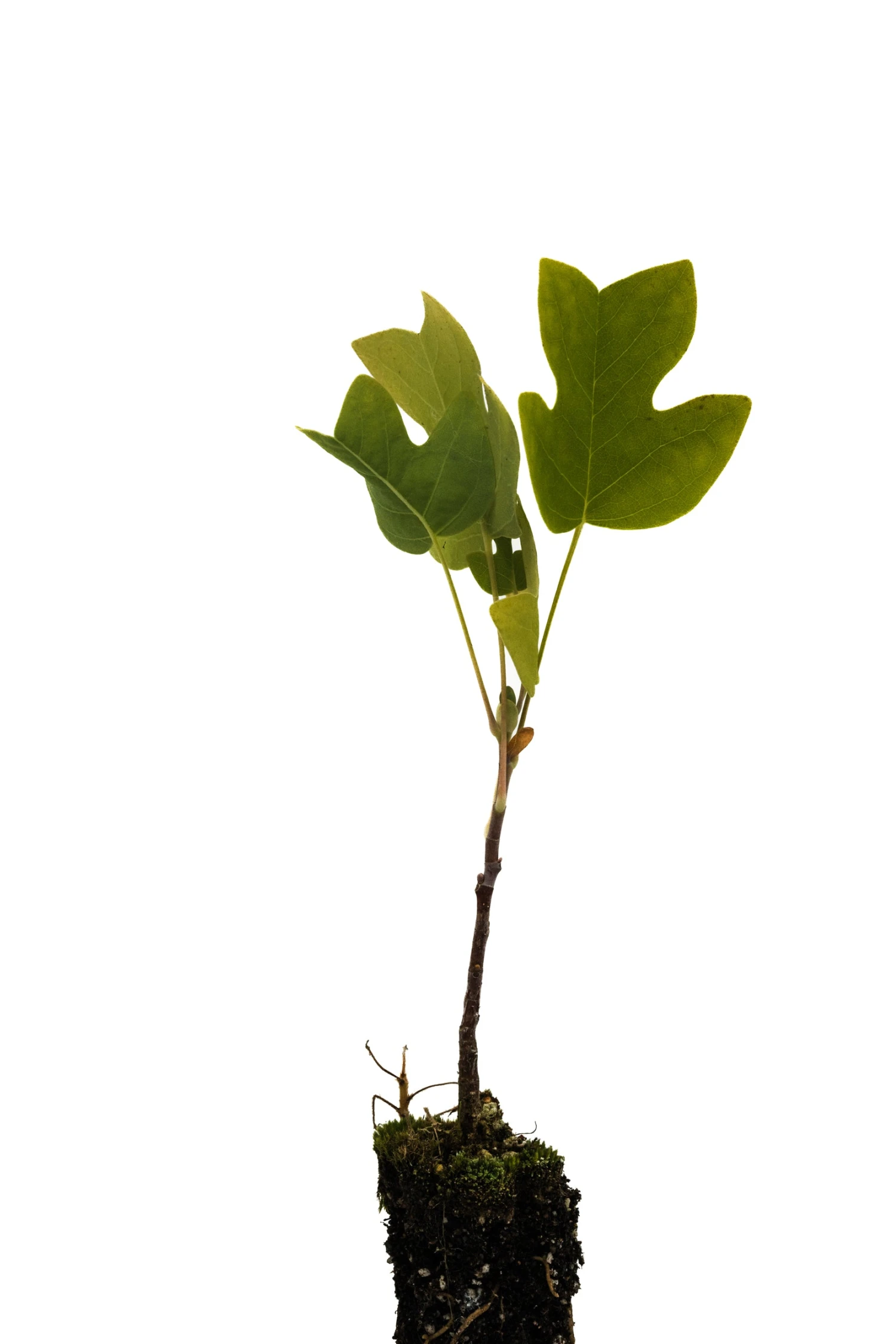 Tulip Poplar | Small Tree Seedling 2 Tulip Poplar | Small Tree Seedling - Image 2
