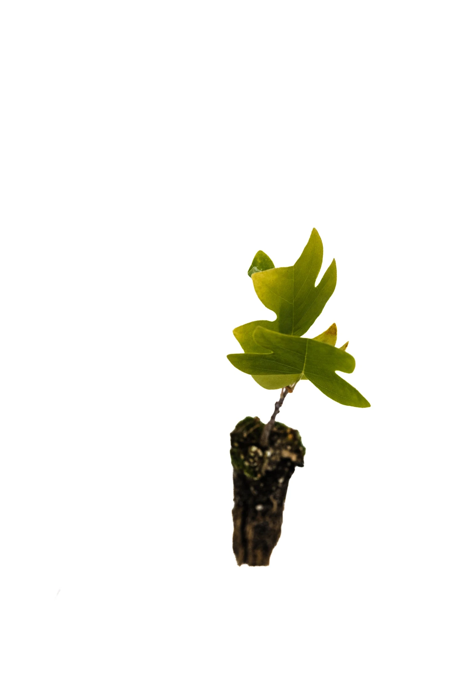 Tulip Poplar | Small Tree Seedling 3 Tulip Poplar | Small Tree Seedling - Image 3