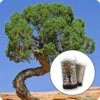 Utah Juniper | Mini-Grow Kit