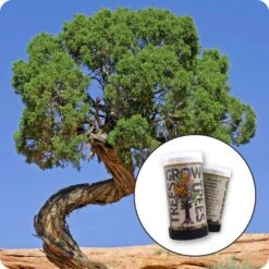 Utah Juniper | Mini-Grow Kit