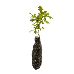 Valley Oak | Medium Tree Seedling