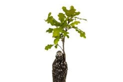 Valley Oak | Medium Tree Seedling -Evergreen Plants Shop ValleyOak 4