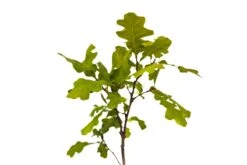 Valley Oak | Medium Tree Seedling -Evergreen Plants Shop ValleyOak 6