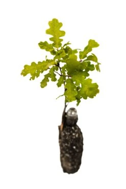Valley Oak | Medium Tree Seedling -Evergreen Plants Shop ValleyOak 9