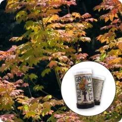Vine Maple | Mini-Grow Kit