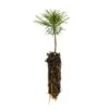 Western White Pine | Small Tree Seedling