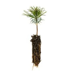 Western White Pine | Small Tree Seedling