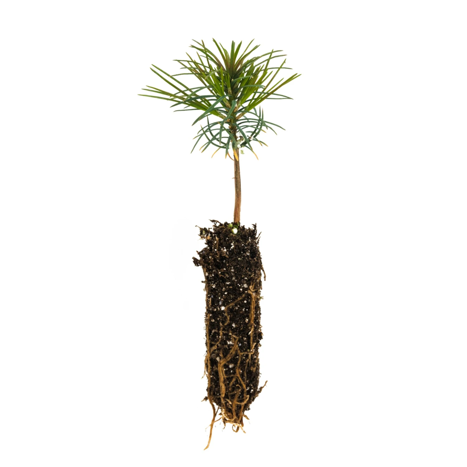 Western White Pine | Small Tree Seedling 1 Western White Pine | Small Tree Seedling