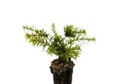 Bonsai Starter | Packaged Live Tree -Evergreen Plants Shop Western Hemlock Small 5