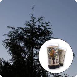 Western Redcedar | Mini-Grow Kit