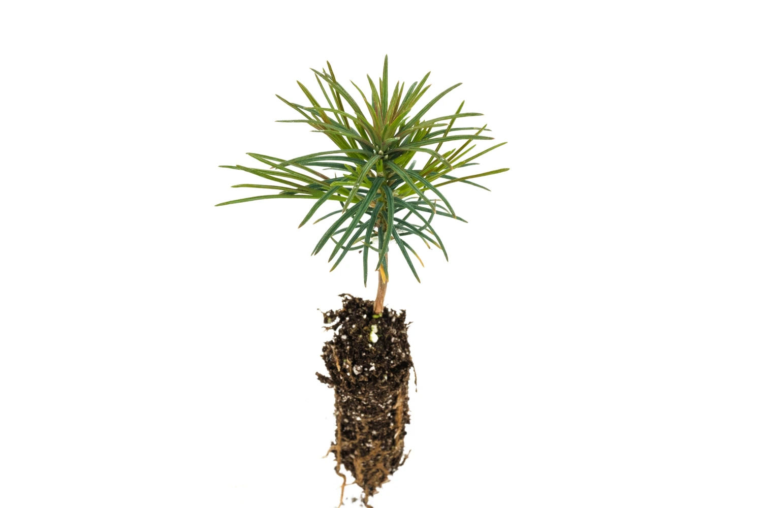 Western White Pine | Small Tree Seedling 3 Western White Pine | Small Tree Seedling - Image 3