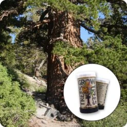 Western White Pine | Mini-Grow Kit