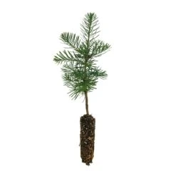 White Fir | Small Tree Seedling