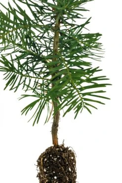 White Fir | Small Tree Seedling -Evergreen Plants Shop White Fir 3