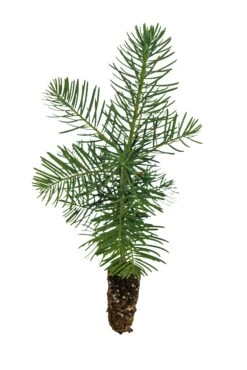 White Fir | Small Tree Seedling -Evergreen Plants Shop White Fir 4