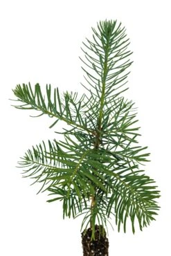 White Fir | Small Tree Seedling -Evergreen Plants Shop White Fir 6