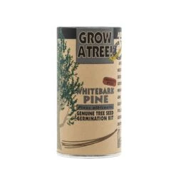 Whitebark Pine | Seed Grow Kit -Evergreen Plants Shop Whitebark Pine 1