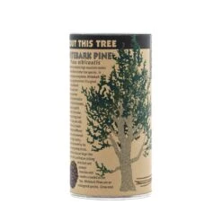 Whitebark Pine | Seed Grow Kit -Evergreen Plants Shop Whitebark Pine 10
