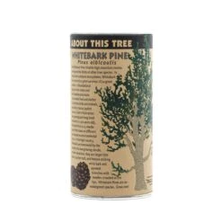 Whitebark Pine | Seed Grow Kit -Evergreen Plants Shop Whitebark Pine 12