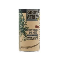 Whitebark Pine | Seed Grow Kit -Evergreen Plants Shop Whitebark Pine 2