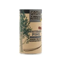 Whitebark Pine | Seed Grow Kit -Evergreen Plants Shop Whitebark Pine 3