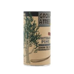 Whitebark Pine | Seed Grow Kit -Evergreen Plants Shop Whitebark Pine 4