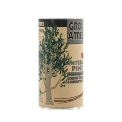 Whitebark Pine | Seed Grow Kit -Evergreen Plants Shop Whitebark Pine 5