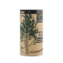 Whitebark Pine | Seed Grow Kit -Evergreen Plants Shop Whitebark Pine 6