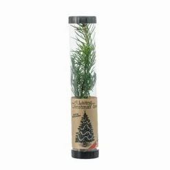 Living Christmas Tree | Douglas-Fir