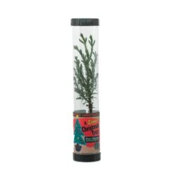 Living Christmas Tree | Giant Sequoia