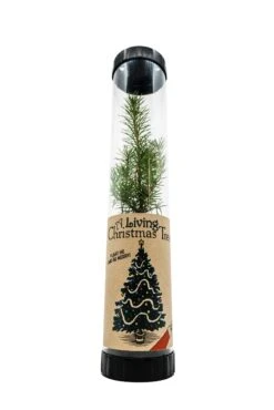 Living Christmas Tree | Serbian Spruce -Evergreen Plants Shop Xmas tree 3