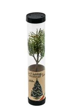 Evergreen Plants Shop -Evergreen Plants Shop Xmas tree 5