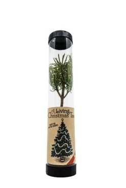 Living Christmas Tree | Grand Fir -Evergreen Plants Shop Xmas tree 6