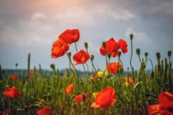 Red Poppy | Flower Seed Grow Kit -Evergreen Plants Shop alaska red poppy backlit