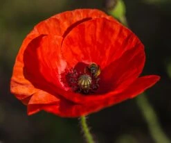 Red Poppy | Flower Seed Grow Kit -Evergreen Plants Shop alaska red poppy bee
