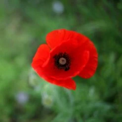 Red Poppy | Flower Seed Grow Kit -Evergreen Plants Shop alaska red poppy flower